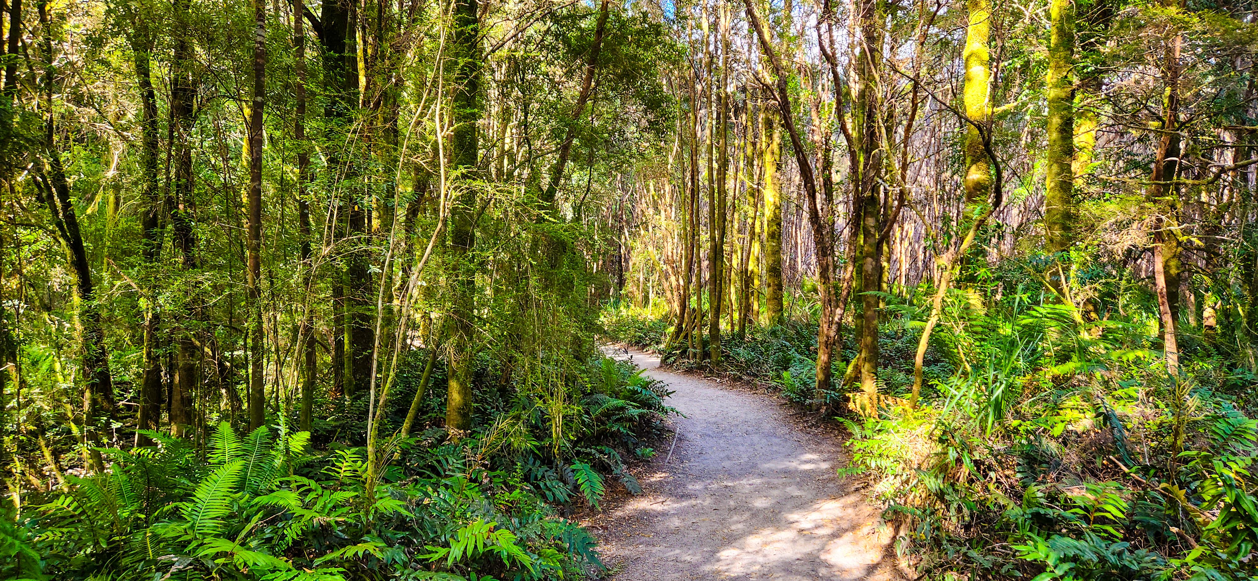 Nelson Falls Walking Track